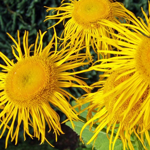 Inula Magnifica Seeds | Perennial Flower Seeds | Plant World Seeds