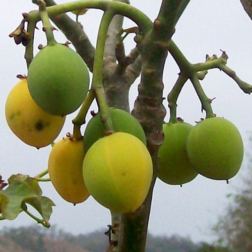 Jatropha Curcas Seeds | Exotic Tree & Shrub Seeds | Plant World Seeds