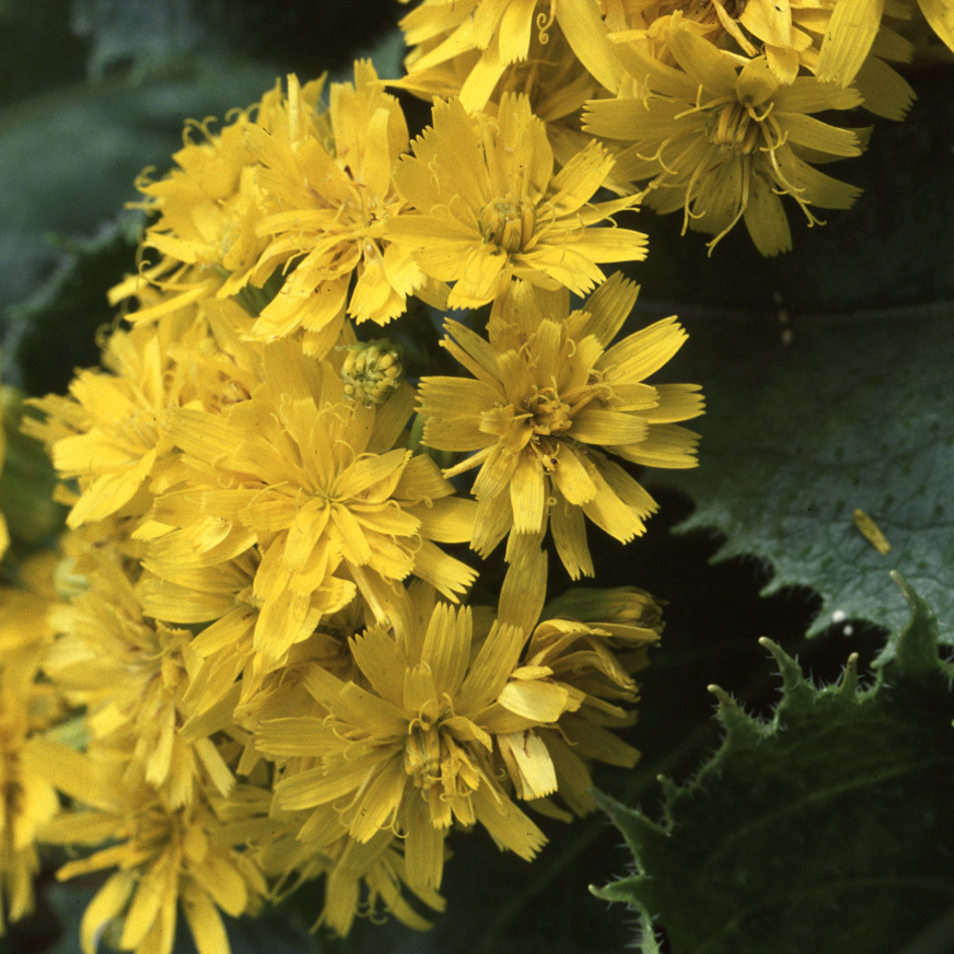Leontodon Ringens Seeds | Perennial Flower Seeds | Plant World Seeds