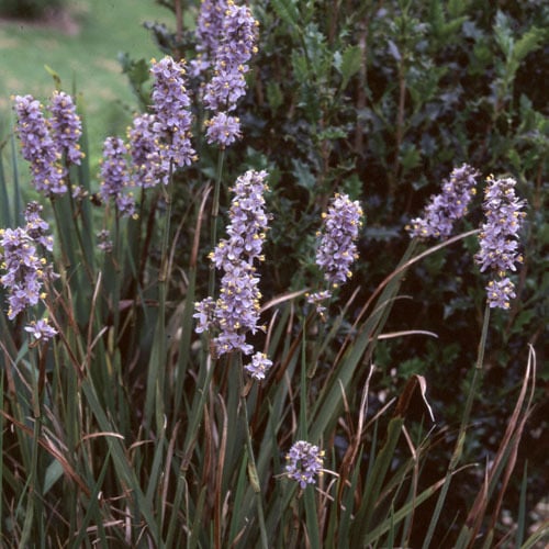 Libertia Seeds | Plant World Seeds
