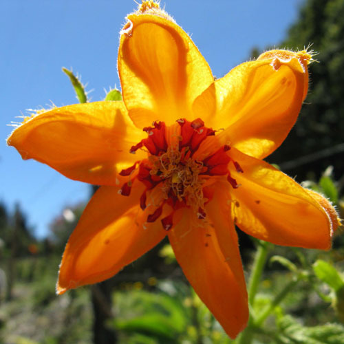 Loasa Acanthifolia Seeds | Annual Flower Seeds | Plant World Seeds