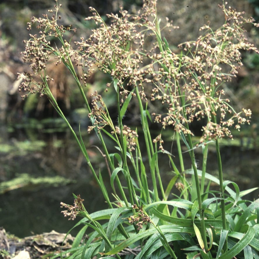 Luzula Sylvatica (400 Seeds)
