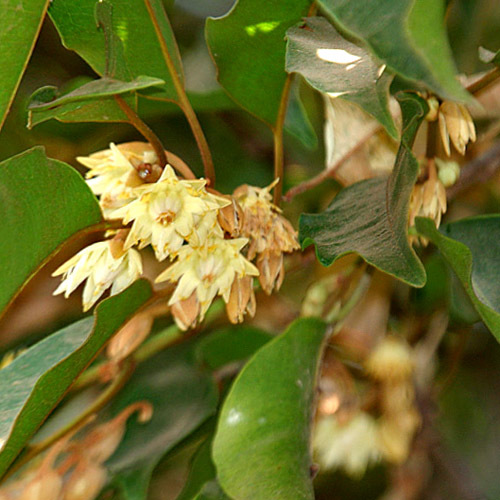 Mimusops Elengi Seeds | Exotic Tree & Shrub Seeds | Plant World Seeds