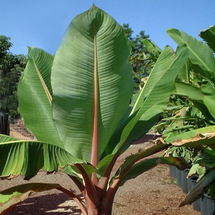 Musa Ensete Glaucum Seeds | Exotic Tree & Shrub Seeds | Plant World Seeds