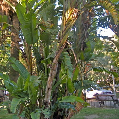 Musa Paradisiaca Seeds | Exotic Tree & Shrub Seeds | Plant World Seeds