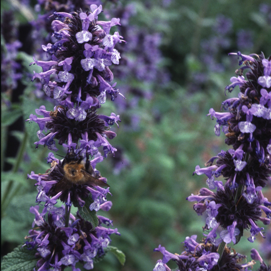 Nepeta Seeds | Plant World Seeds