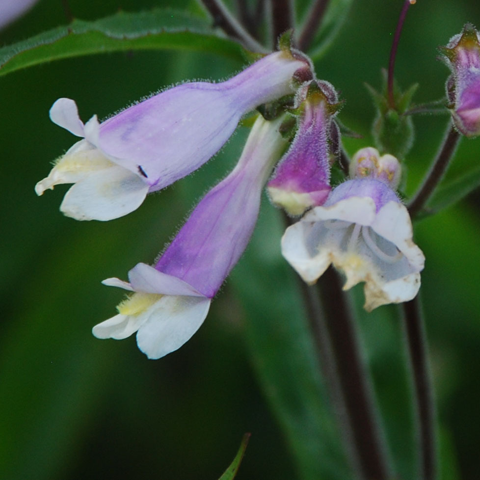 Penstemon Hirsutus 'Blue Foam' Seeds | Alpine Plant Seeds | Plant World ...