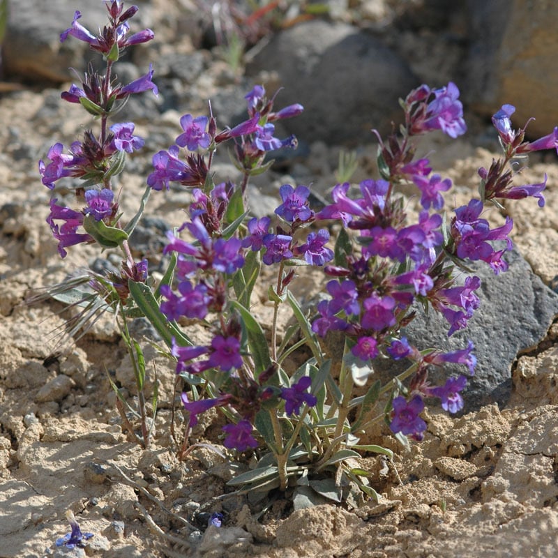 Penstemon Wilcoxii Seeds | Alpine Plant Seeds | Plant World Seeds