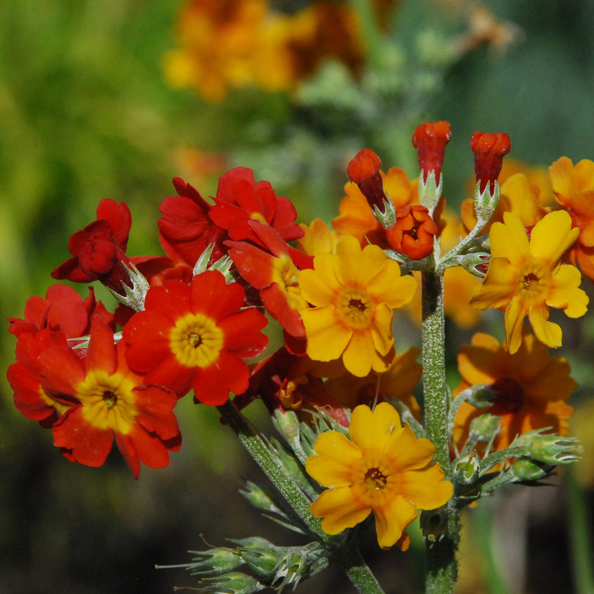 Primula Bulleyana Seeds | Perennial Flower Seeds | Plant World Seeds