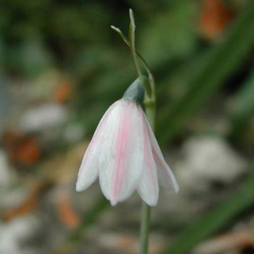 Acis Seeds | Plant World Seeds