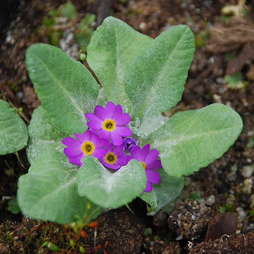 Primula Laurentiana Seeds | Perennial Flower Seeds | Plant World Seeds