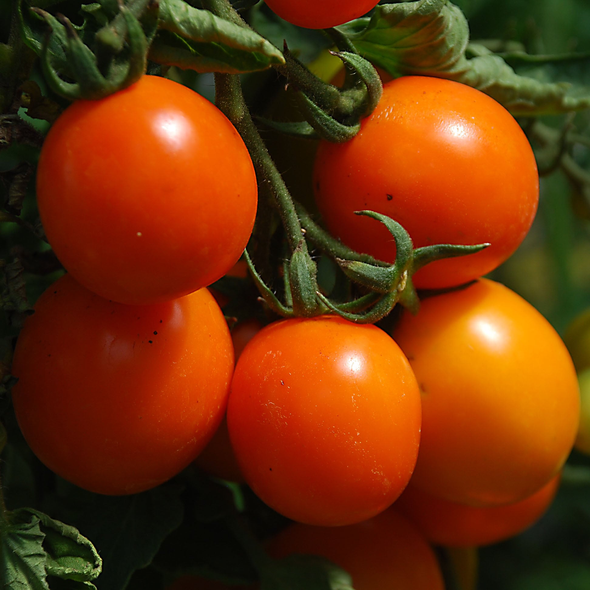 Tomato Prize Of The Trials Seeds | Tomato Seeds | Plant World Seeds