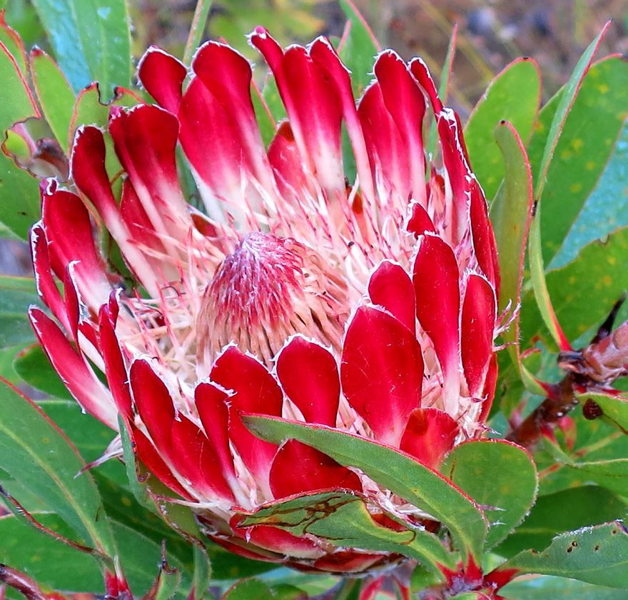 Protea Seeds | Plant World Seeds