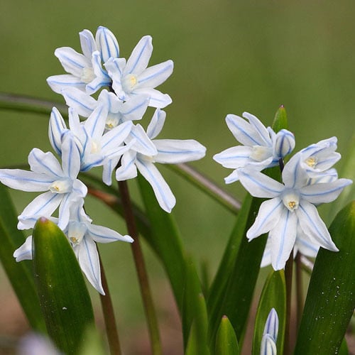 Puschkinia scilloides Alba 純白密咲き・特選株限定1鉢 Puschkinia scilloides var. libanotica | White Flower Farm