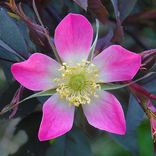 Rosa Seeds | Plant World Seeds