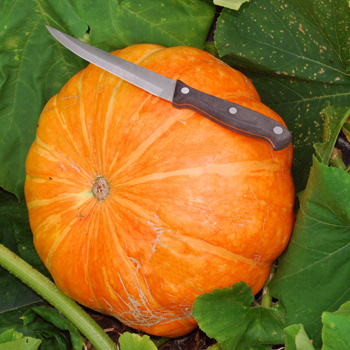 Squash Rouge Vif D'etampes Seeds | Squash & Pumpkin Seeds | Plant World ...