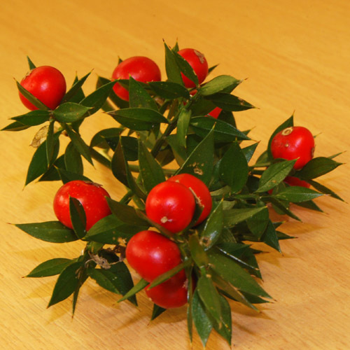 Ruscus Aculeatus Seeds | Hardy Shrub Seeds | Plant World Seeds