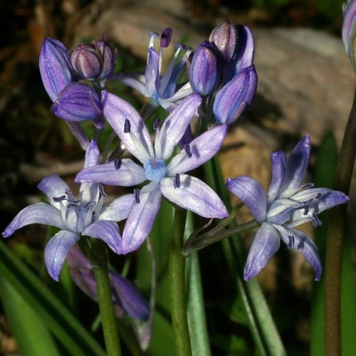 Scilla Reverchonii Seeds | Perennial Flower Seeds | Plant World Seeds