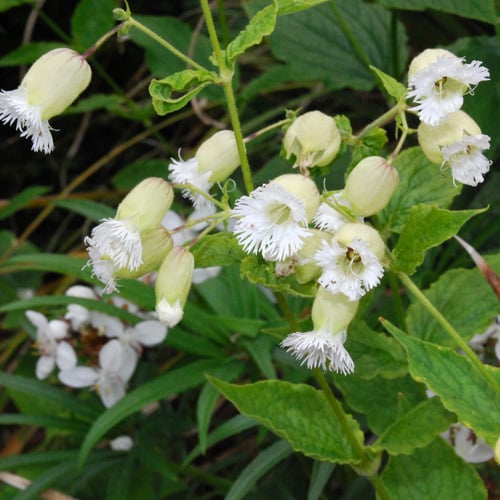 Silene Fimbriata (20 Seeds)