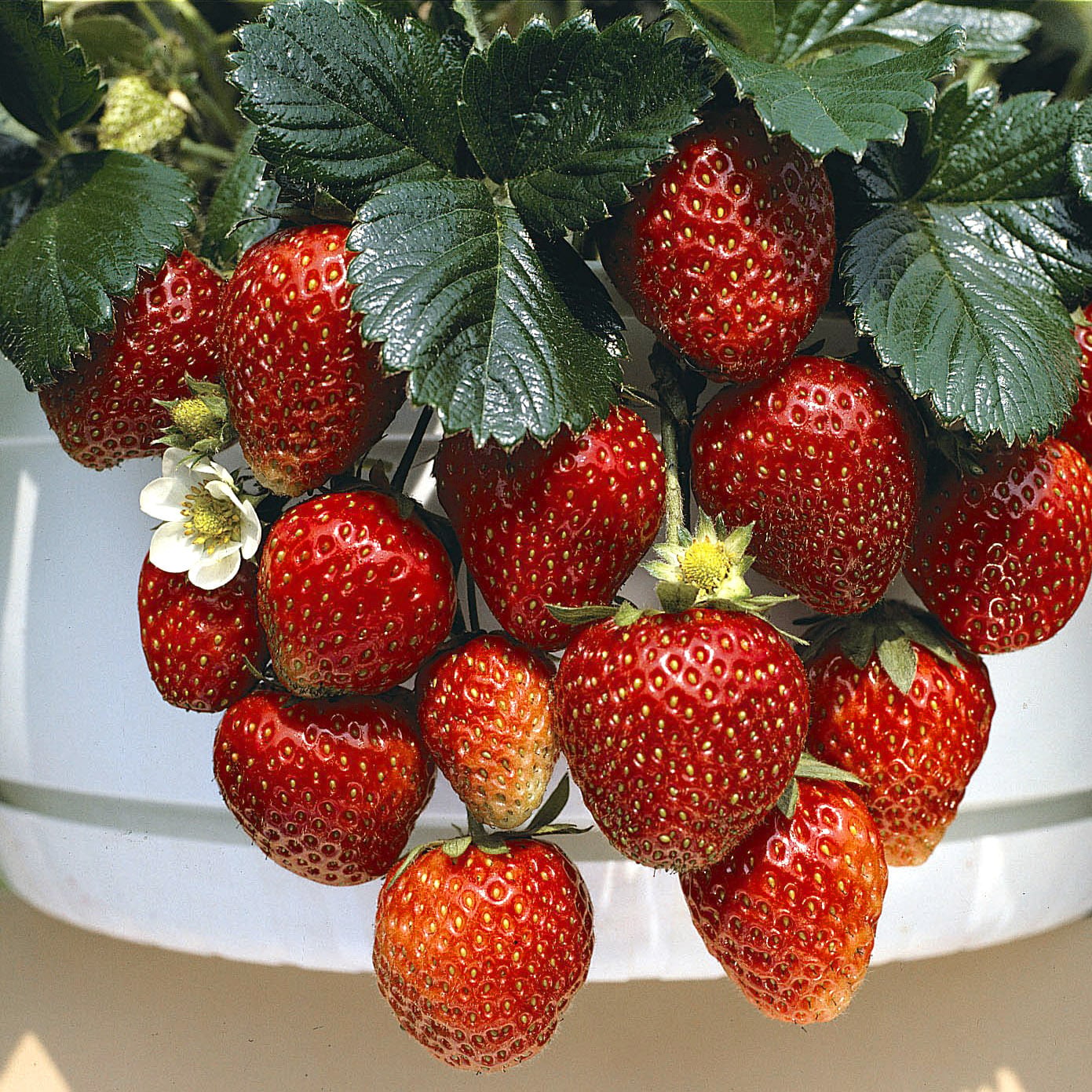 Strawberry Temptation Seeds | Edible Berry Seeds | Plant World Seeds