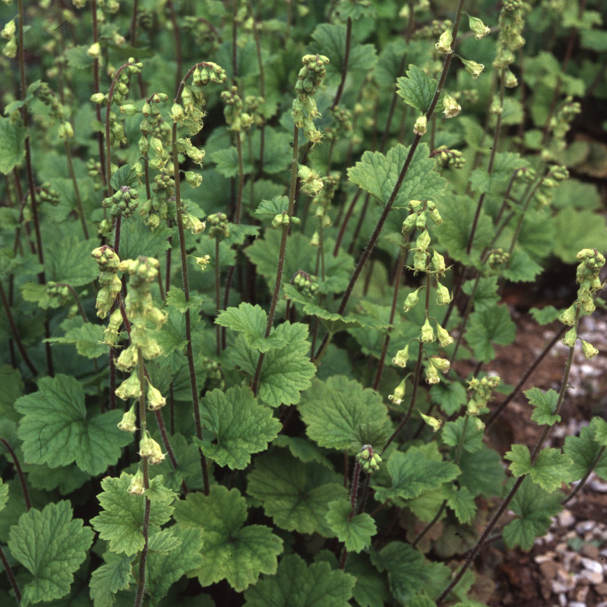 Tellima Grandiflora Seeds | Perennial Flower Seeds | Plant World Seeds