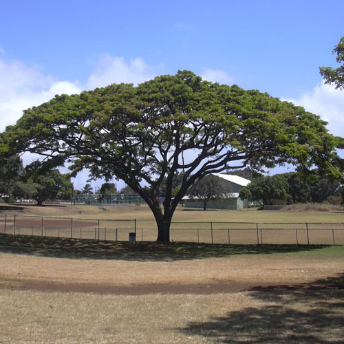 Albizia Saman Seeds | Exotic Tree & Shrub Seeds | Plant World Seeds