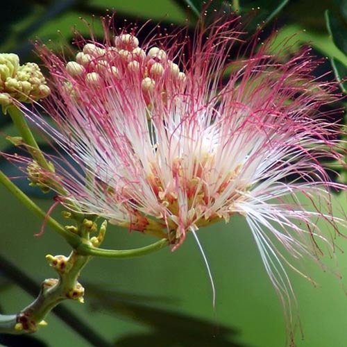 Albizia Saman Seeds | Exotic Tree & Shrub Seeds | Plant World Seeds