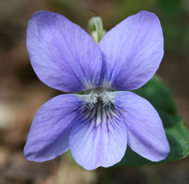 Viola Riviniana Seeds | Perennial Flower Seeds | Plant World Seeds