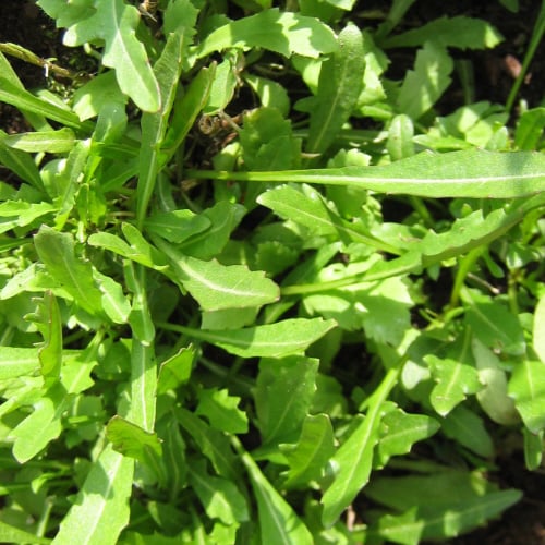 Salad Leaf Wild Rocket Seeds | Leafy Green Seeds | Plant World Seeds