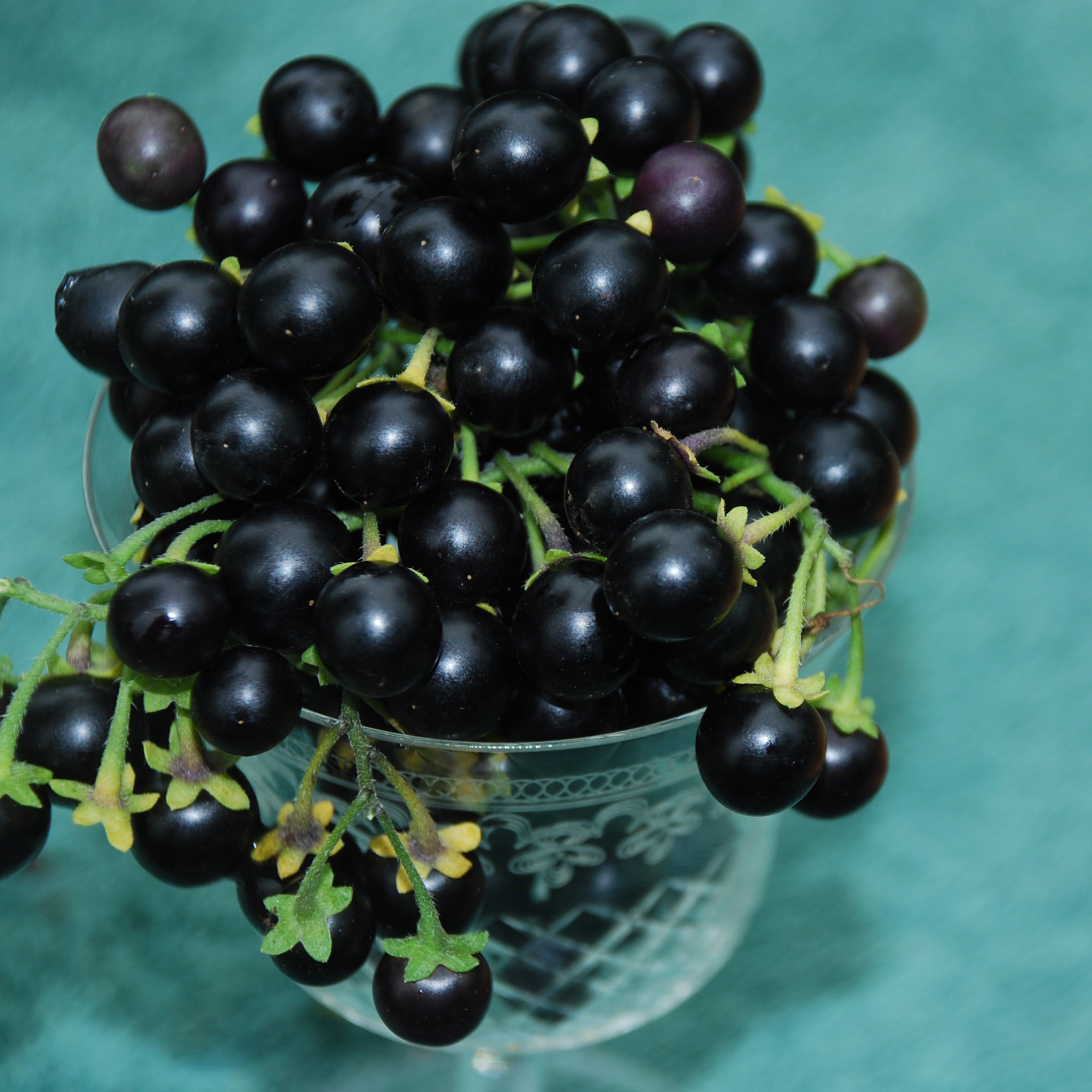 Wonderberry Seeds | Edible Berry Seeds | Plant World Seeds