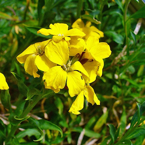 Erysimum Cheiri Seeds | Perennial Flower Seeds | Plant World Seeds