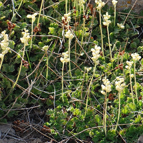 Heuchera Cylindrica Alpina (50 Seeds)