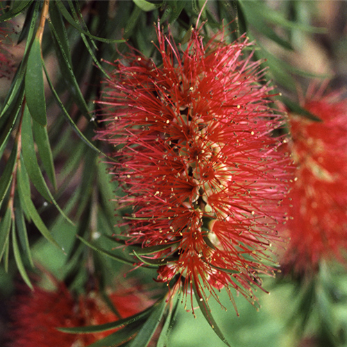 Callistemon Rigidus Seeds | Exotic Tree & Shrub Seeds | Plant World Seeds