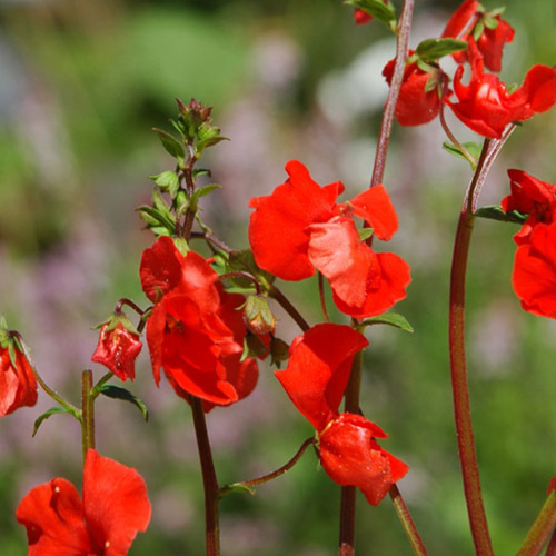 Alonsoa Seeds | Plant World Seeds
