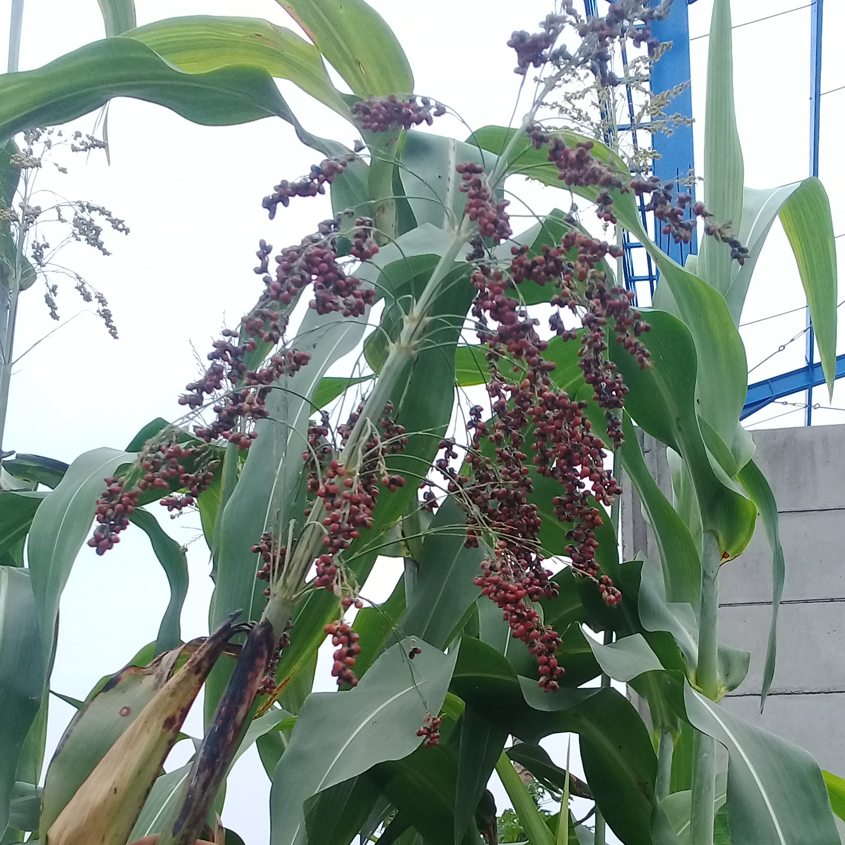 Sorghum Bicolor Seeds
