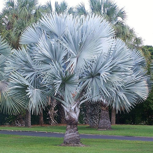 Bismarckia Nobilis Seeds | Palm Seeds | Plant World Seeds