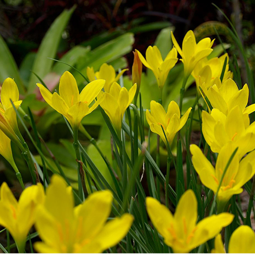 Zephyranthes citrina