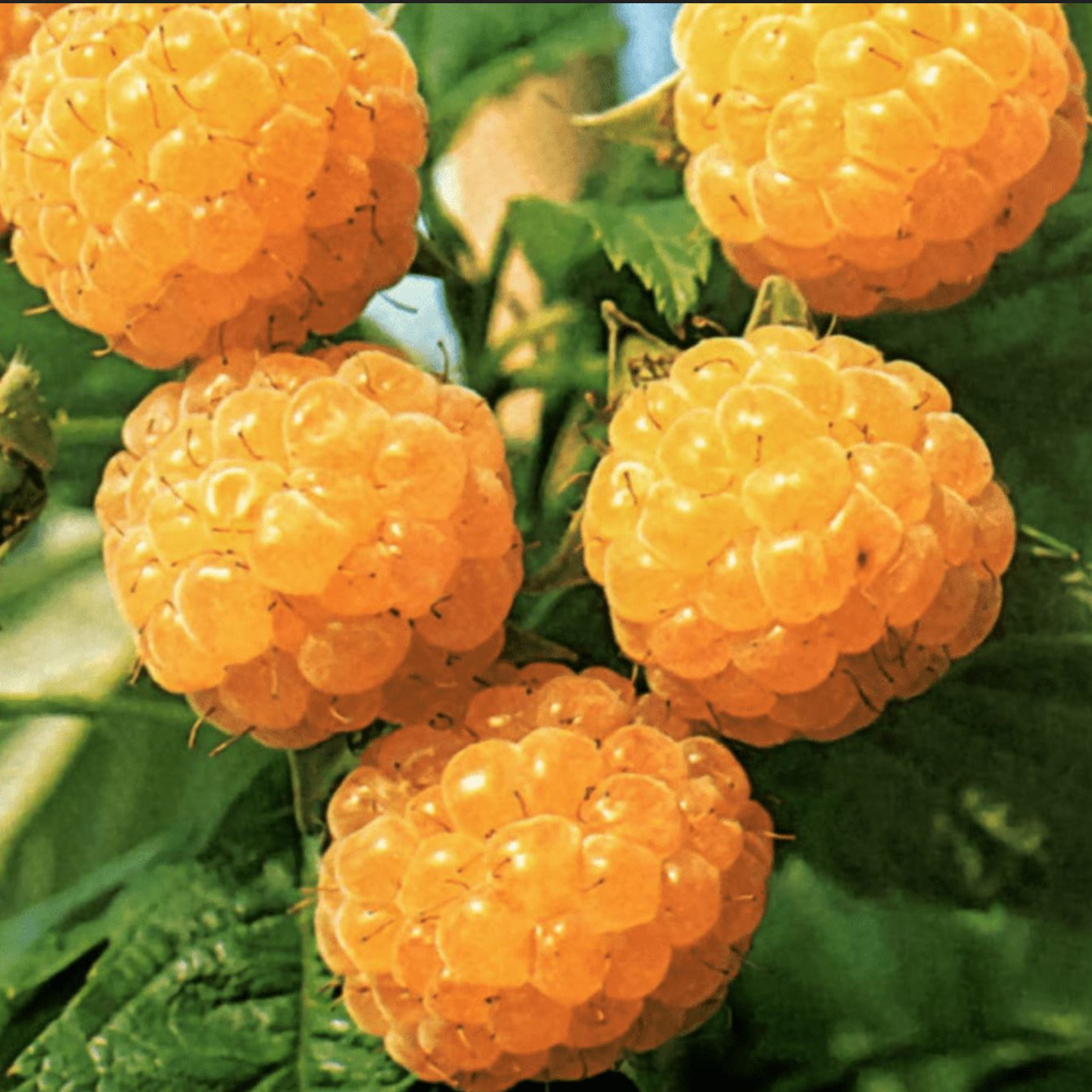 Raspberry Fall Gold Seeds | Edible Berry Seeds | Plant World Seeds