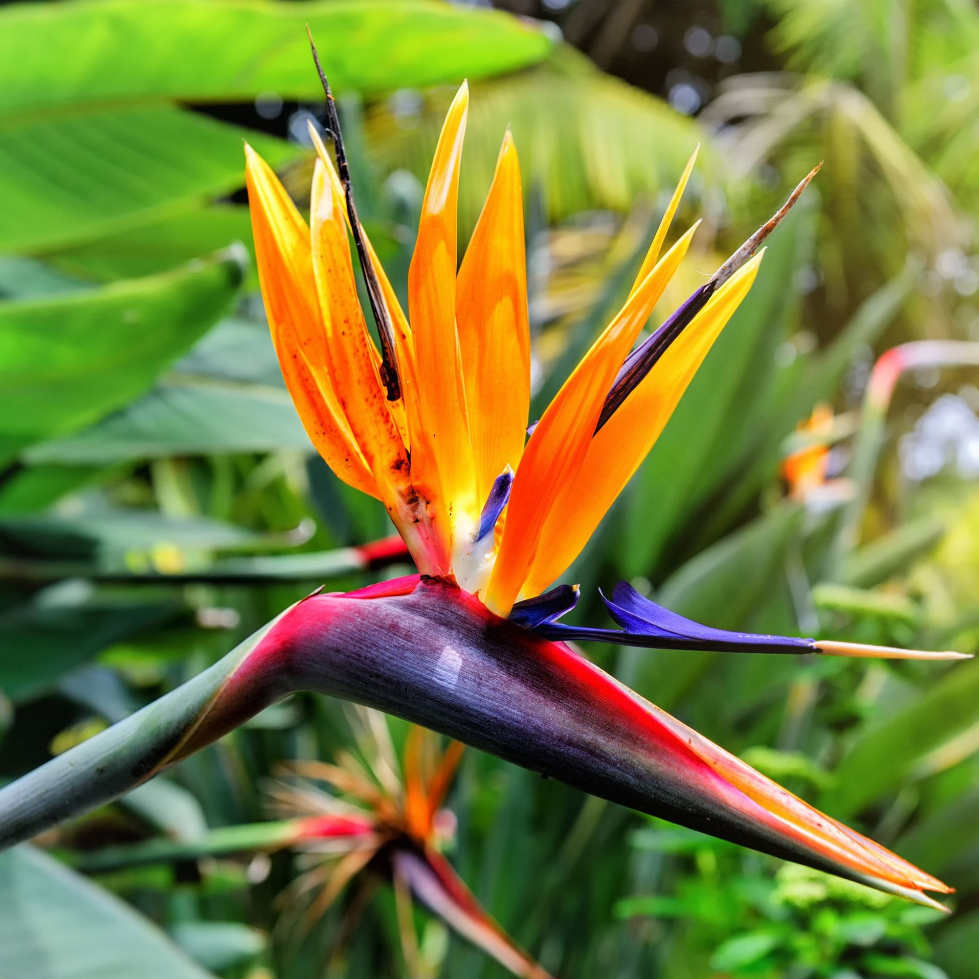 Tropical & Exotic Seeds | Plant World Seeds