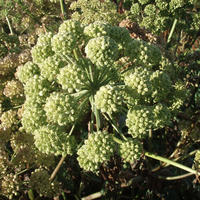 Angelica Archangelica Seeds | Perennial Flower Seeds | Plant World