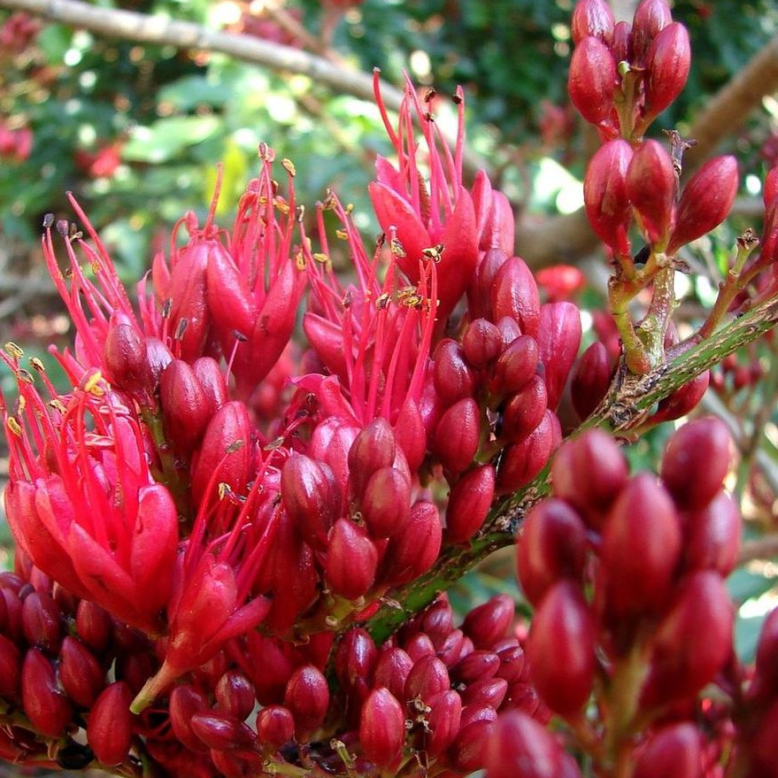 Schotia Brachypetala Seeds | Exotic Tree & Shrub Seeds | Plant World Seeds