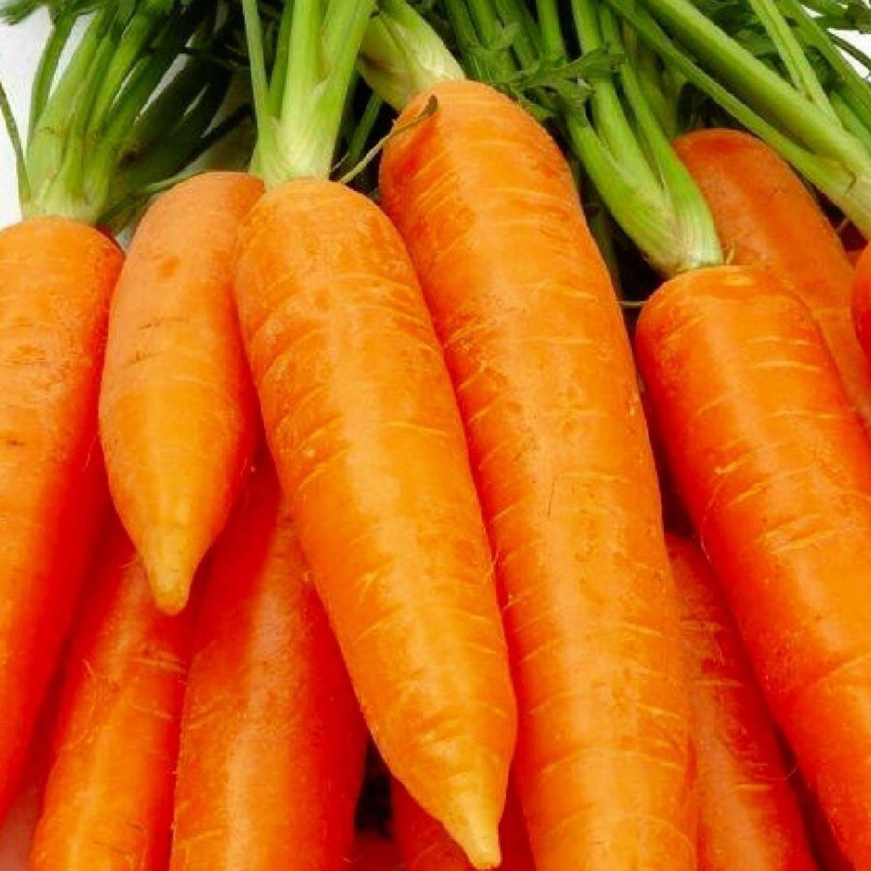 Carrot Chantenay Red Cored 2 Seeds | Carrot Seeds | Plant World Seeds