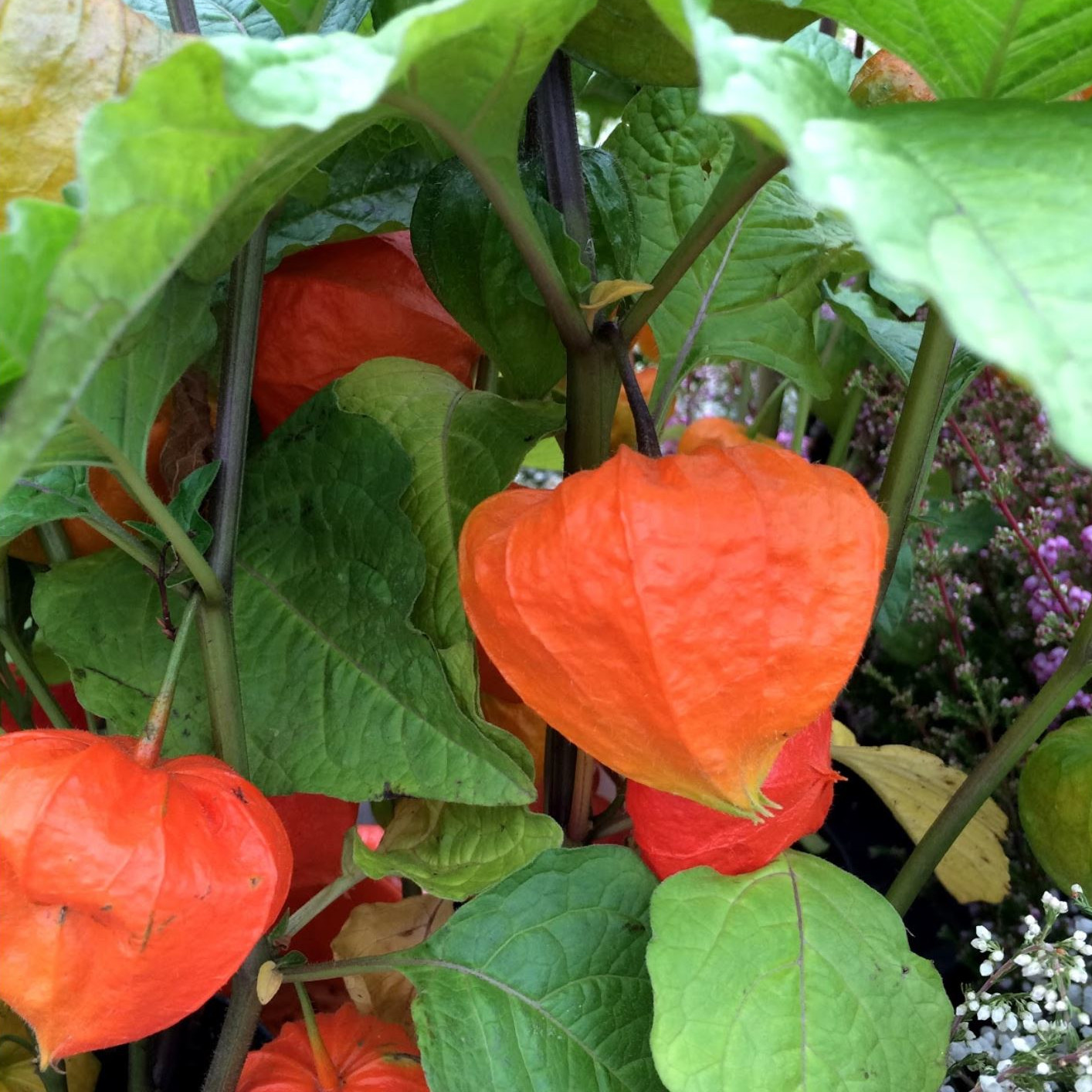 Physalis Alkekengi Var Franchetii Seeds | Exotic Flower Seeds