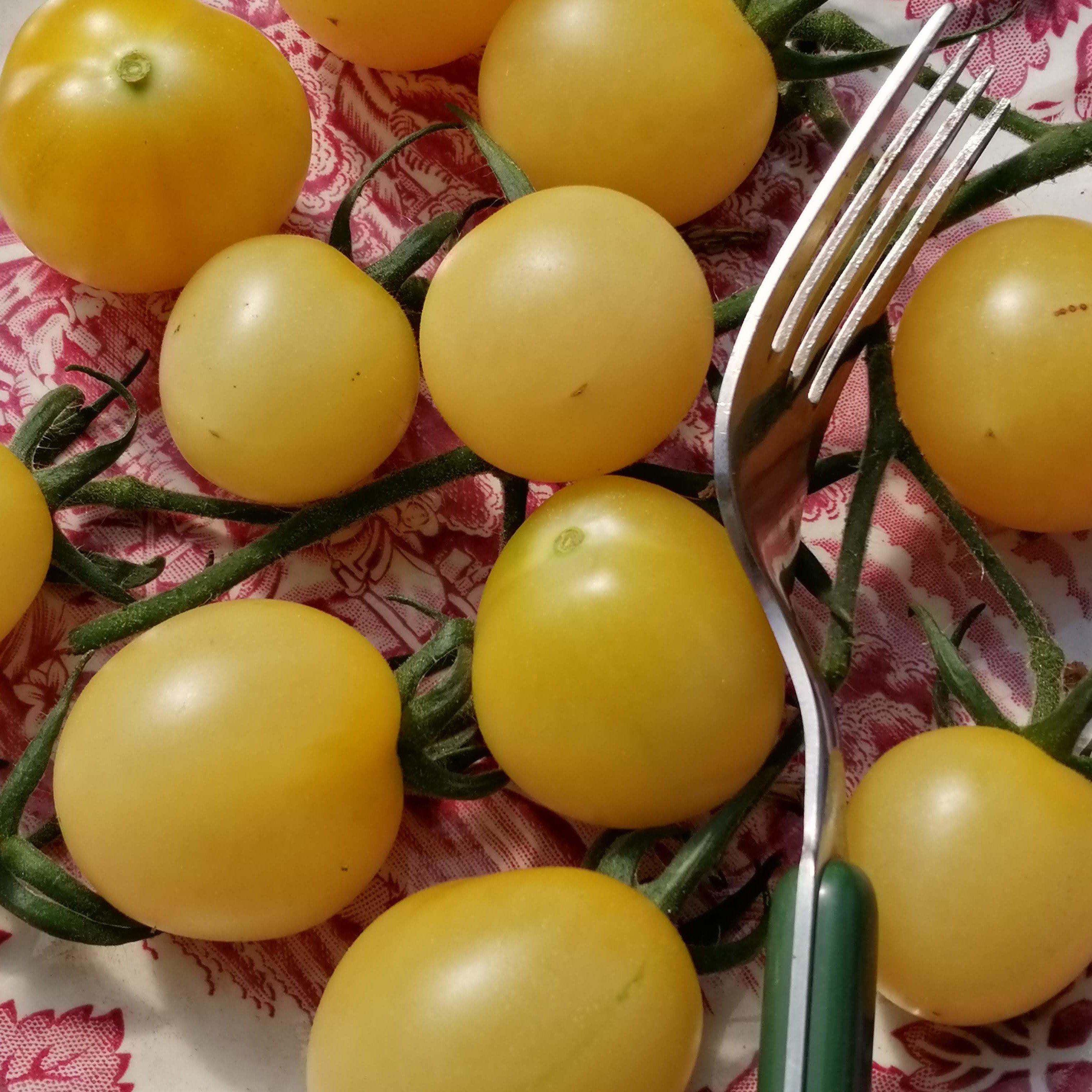 Tomato White Ivory Pear Seeds | Tomato Seeds | Plant World Seeds