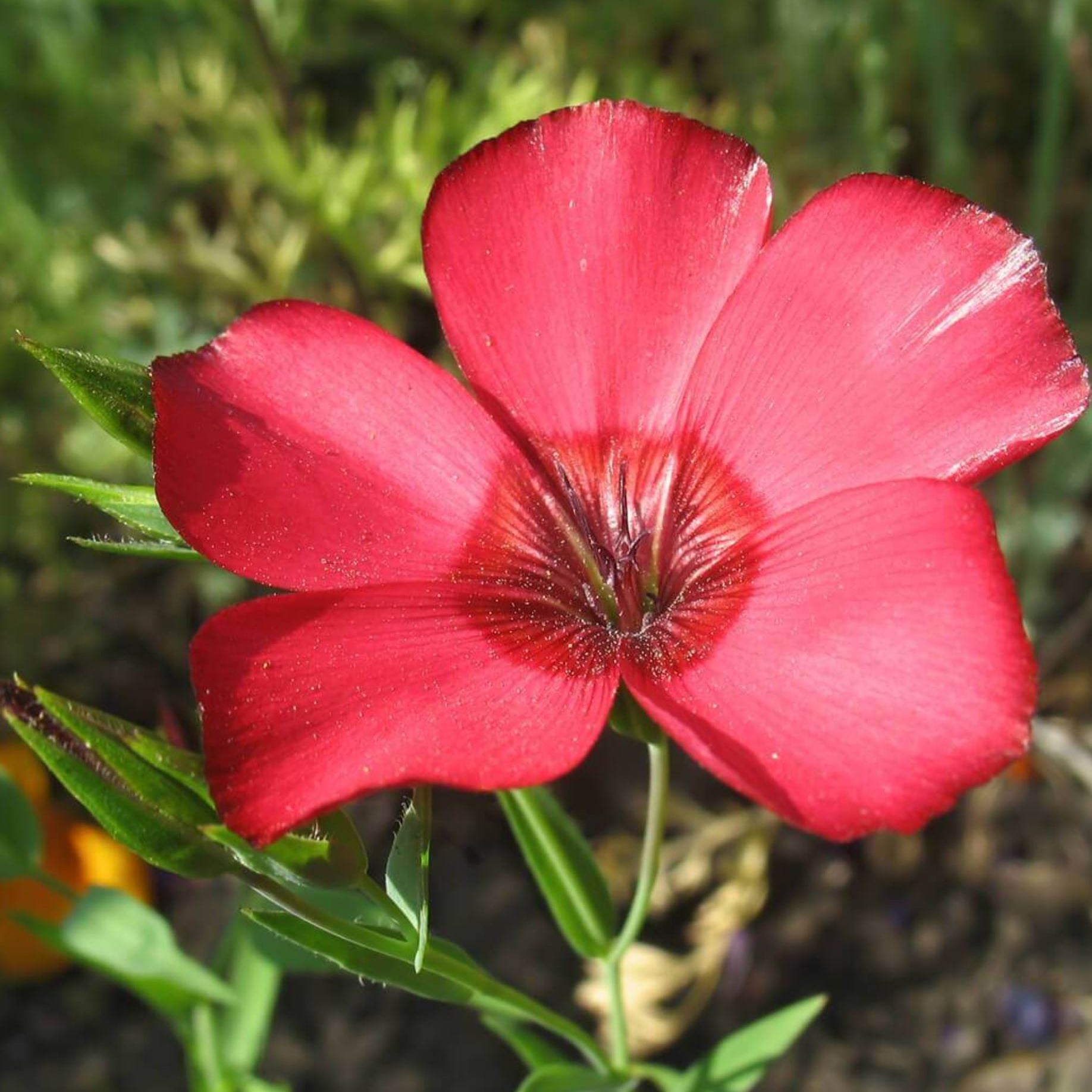 Linum Grandiflorum Lipstick Red Seeds | Annual Flower Seeds | Plant ...