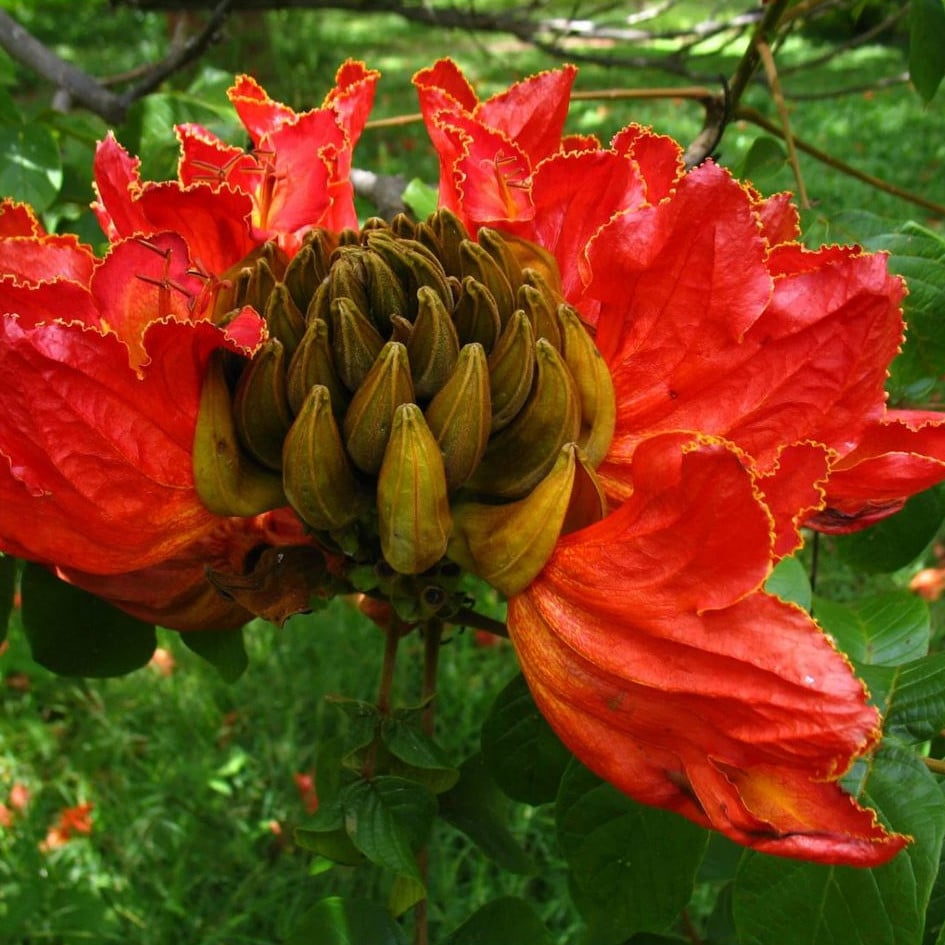 Spathodea Campanulata Seeds | Exotic Tree & Shrub Seeds | Plant World Seeds