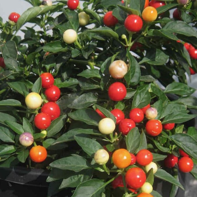 Pepper Balls Of Fire Seeds | Pepper Seeds | Plant World Seeds