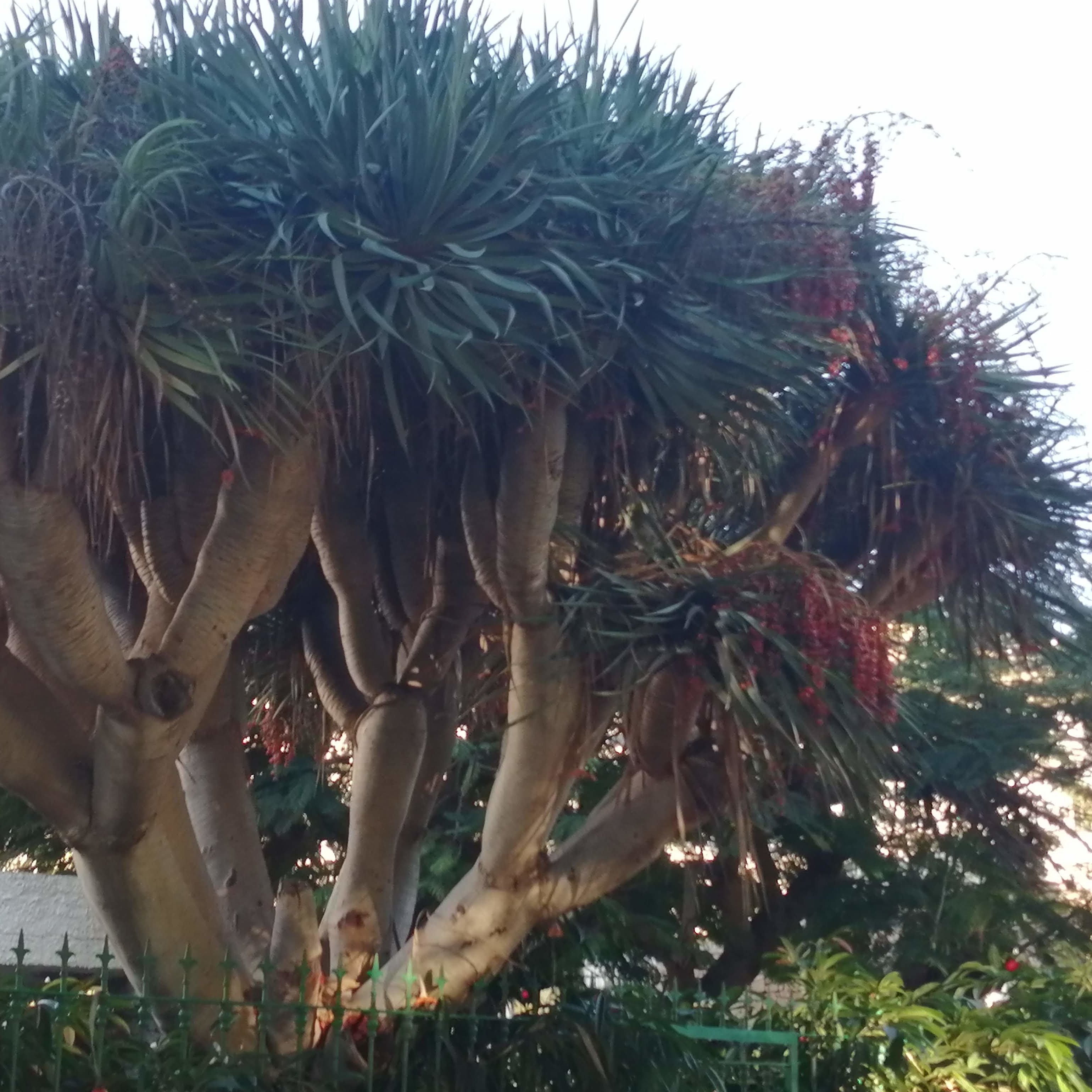 Dracaena Draco Seeds | Exotic Tree & Shrub Seeds | Plant World Seeds