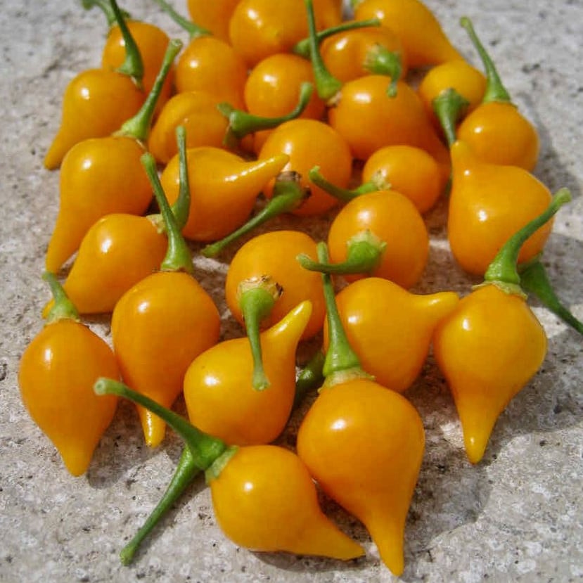 Pepper Button Yellow Seeds | Pepper Seeds | Plant World Seeds