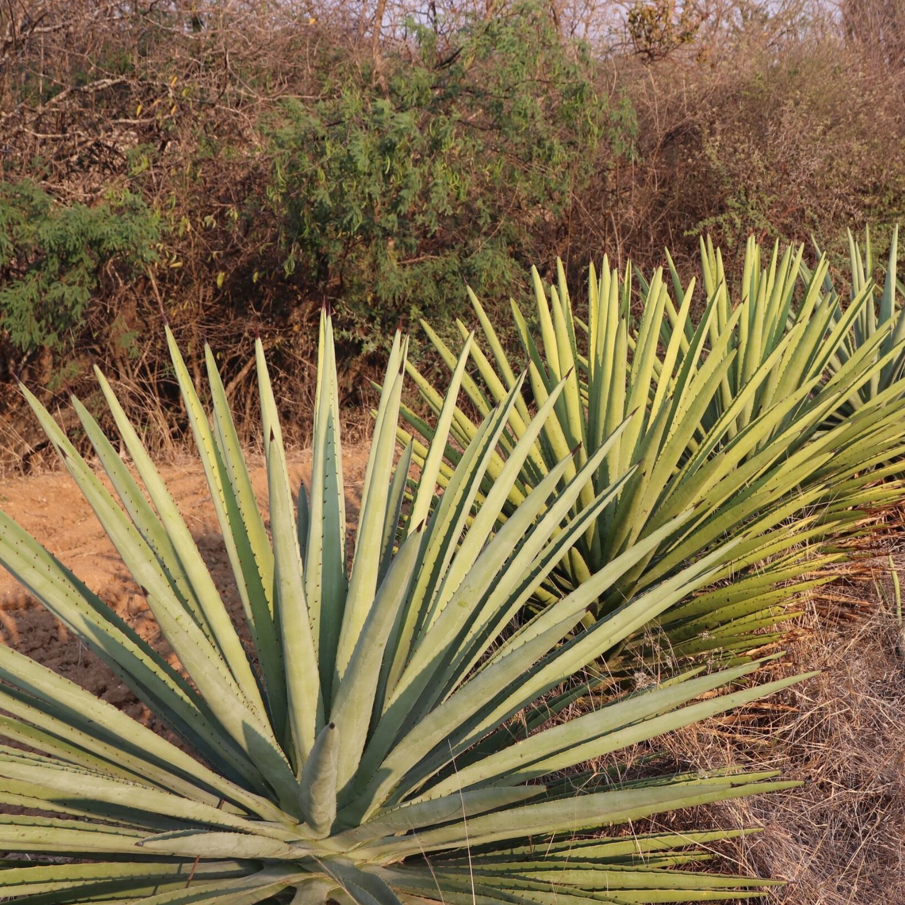 Agave Karwinskii Seeds | Hot Climate & Desert Plant Seeds | Plant World  Seeds